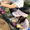 신리농장 | 기장 카페 바테뷰에 주말 감자 캐러 가다