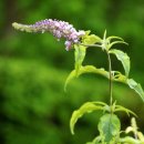 부들레야..Butterfly bush ...Connie`s Butterfly - Shardad Rohani / 음정 블루파피님 이미지