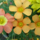 오렌지카 이미지