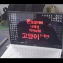 캣앤캣 고양이 병원 이미지