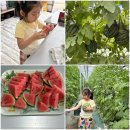 애플유치원 | 전남 키즈체험 함평 애플수박 수확 체험 후기