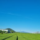 제주 오설록&amp;이니스프리 숲/그린이 주는평화 이미지