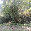 내서면 노류리 이미지