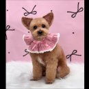 홀리몰리살롱 | 박후 미용일지 : 수성못 두산동 애견미용 또리네 펫살롱