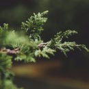 사랑나무유치원 이미지