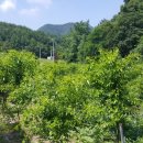 벌곡(대전) 이미지