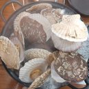 뱃놈과 백정 | [평내호평역] 신선한 조개가 가득한 '뱃놈과 백정' 방문후기