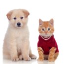 서산시동물보호센터 이미지