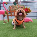 마이달링독 이미지