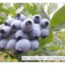 조롱고개농장 이미지