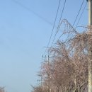 양평벚꽃하우스 이미지