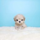 퍼피당강아지 안산본점 | 안산강아지분양(한대앞, 고잔동)포메분양 꼭 여기서