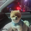 뽀숑그루밍 이미지