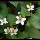 청초약국 이미지