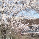 주정차CCTV-아양4공원 | 2026 장성 백양사 벚꽃길 실시간 개화현황, 정읍 벚꽃축제 정읍사공원 드라이브 코스 추천