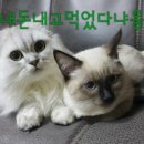 바다향그대로 이미지