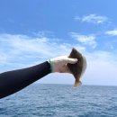 물쌍거리 | 강원도 속초 양양 낚시 체험 동해호 가자미 초보자 배낚시 후기