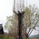 충효사 | 밀양 어변당