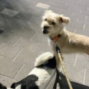 평일동물병원 이미지