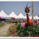 함양 양귀비꽃 축제(1) 이미지