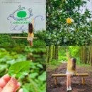 성읍리-26 | 제주도 동쪽 코스 10월 제주도 여행 녹차밭 체험