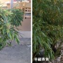 고향산전 이미지