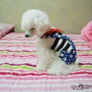 귀욤하개 이미지