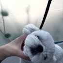 이다애견미용실 이미지