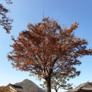 일연테마로드 | 대구 가을 여행 [인각사] 삼국유사를 집필한 일연스님이 입적한 절 #일연 테마로드