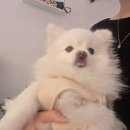 [대전 가오동 카페] 최애 에그타르트와 바닐라빈 라떼로 주말 혼자만의 힐링, 단골 가득한 '멜로우피스'