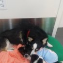 대학로동물병원 이미지