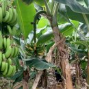 종택농장 이미지