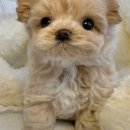 마이도그샵 이미지