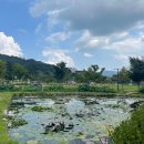 하나통신 | 가족여행은 경남 함양으로! 함양 대봉산 케이블카, 함양 상림공원 연꽃 구경