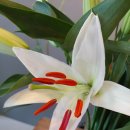 백합세탁소 이미지