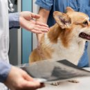 조이동물의료센터 이미지