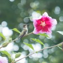 무궁화품종PurplePillar에 날라온 새 Attract HummingBirds 미국 SpringMeadowNursery 선전 이미지