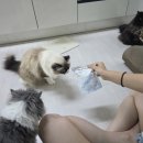 묘랑나랑 | 신장건강을 챙기면서 즐거운 간식타임 닥터토루 트릿