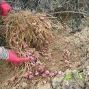 석문농장 이미지