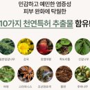 견묘당 이미지