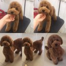 애견미용 이미지