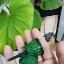 (봄맞이) 홈가드닝 | 2025년 봄맞이 다이소템 홈가드닝 초보 식집사 필수템