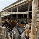 사방염소농장 이미지