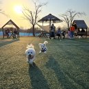 멍뭉몽 | [대구 &amp; 경산 애견카페] 커피멍 멍뭉몽 오던 블루멍 레이지독 장단점 위치 메뉴 가격 소개 (2)
