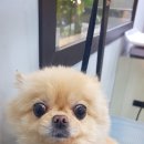 살구펫 이미지