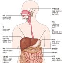 ﻿소화기 구조 이미지