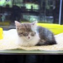 미니펫 강아지분양 고양이분양 부천점 이미지