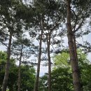 [5편] 20240430 아름다운 서울숲을 다녀와서! 이미지