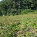 토종메밀로 메밀묵 만들기 이미지