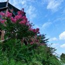 배롱나무길 이미지